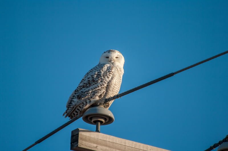 Snowy Owl, North of Assiniboia Saskatchewan