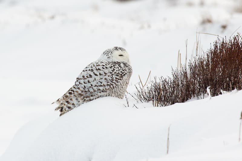 Snowy Owl, Newfoundland