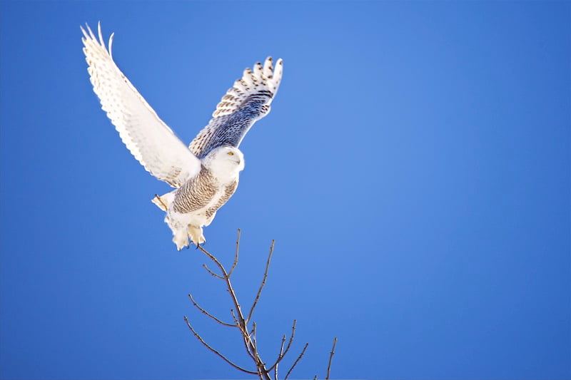 Snowy Owl, Kingston Ontario