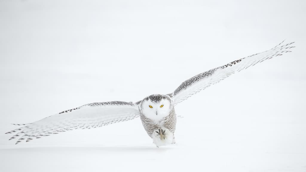 Snowy Owl